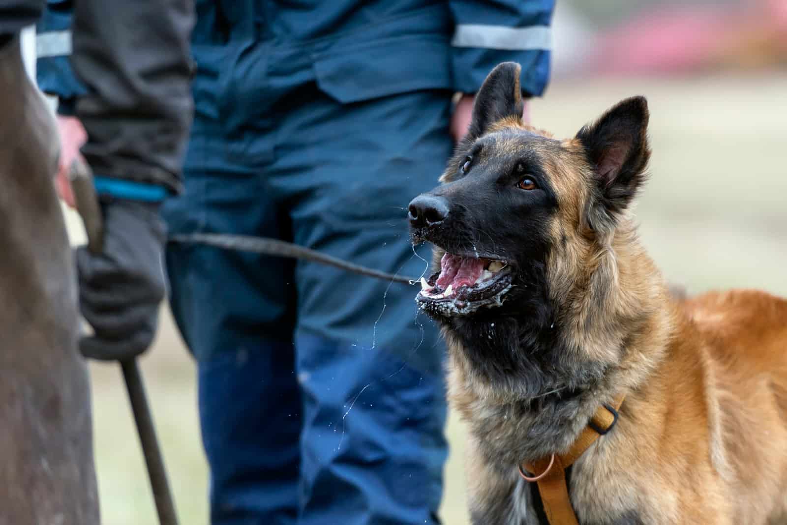 Long Haired Belgian Malinois and policeman