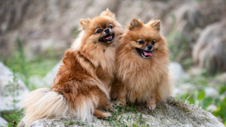 Male VS Female Pomeranian: A Decision Impossible To Make