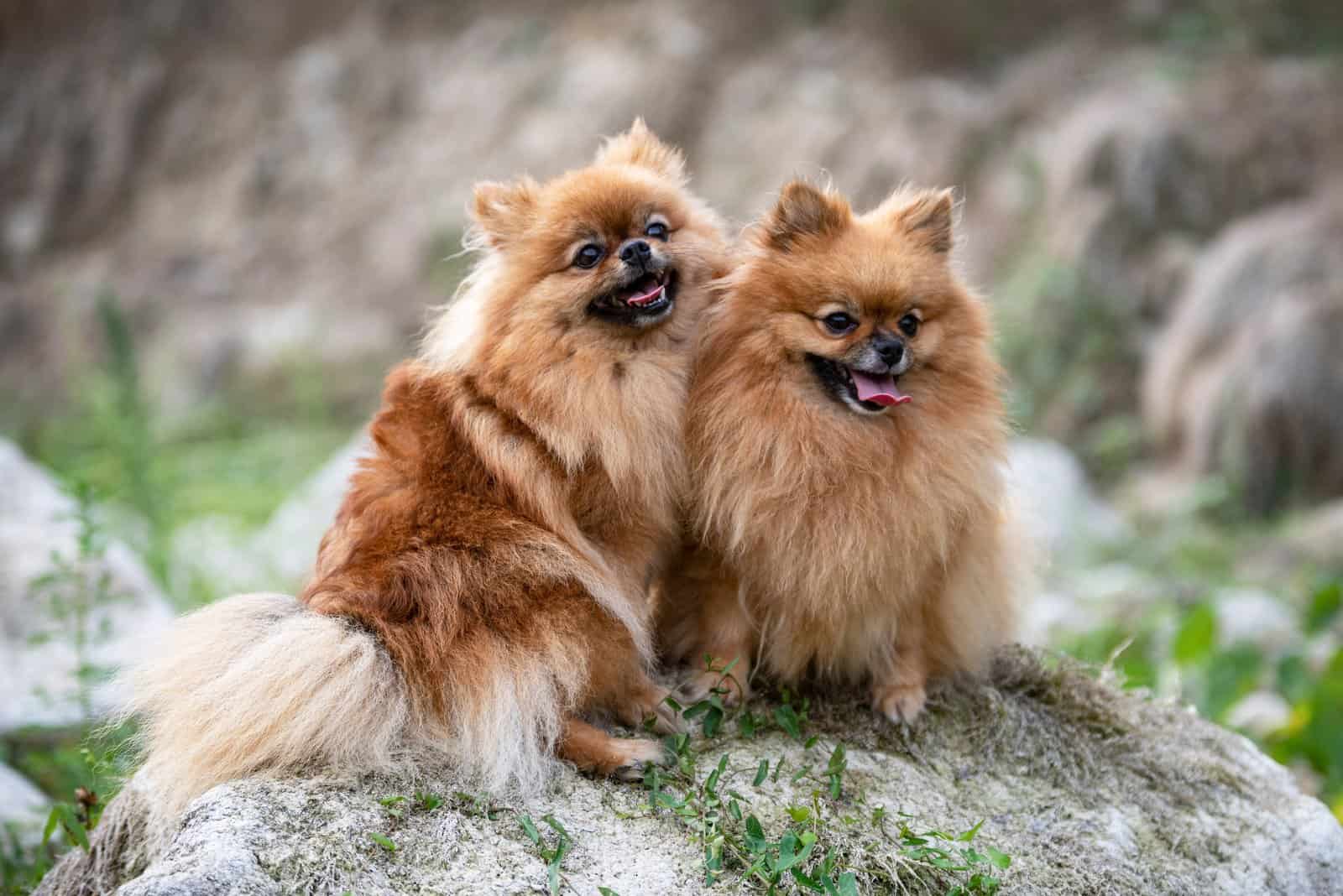 Male VS Female Pomeranian: A Decision Impossible To Make