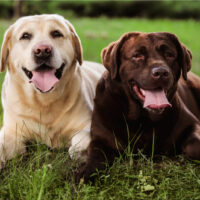 male vs female labrador retriever sitting next to each other