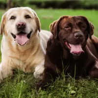 male vs female labrador retriever sitting next to each other