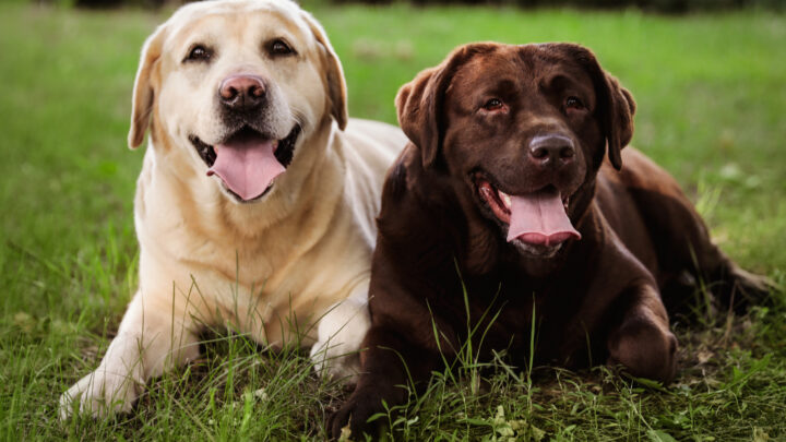 Male Vs. Female Labrador Retriever: Which One Is Better?