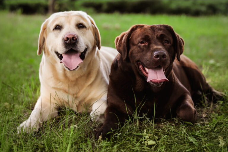 male vs female labrador retriever sitting next to each other