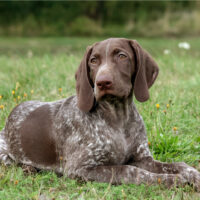 German Shorthaired Pointers sitting on grass outside