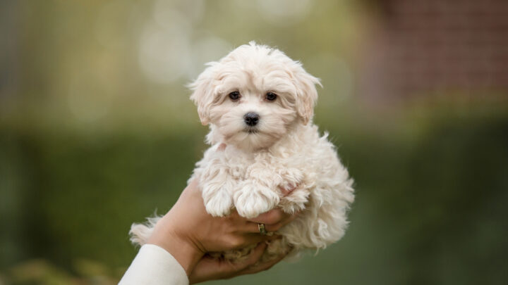 9 Maltese Breeders: Best Places To Find A New Puppy