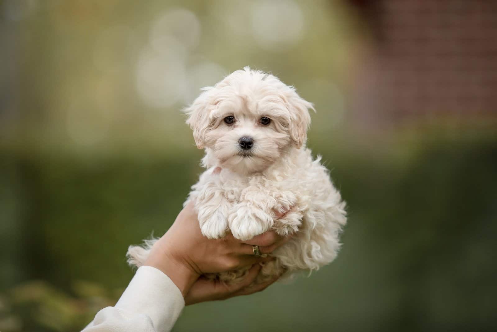 owner holding Maltese puppy