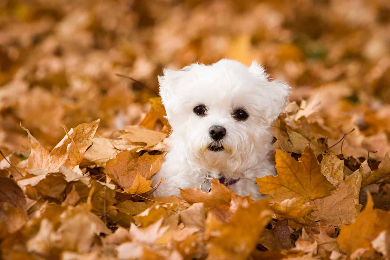 Maltese in leaves looking up at camera