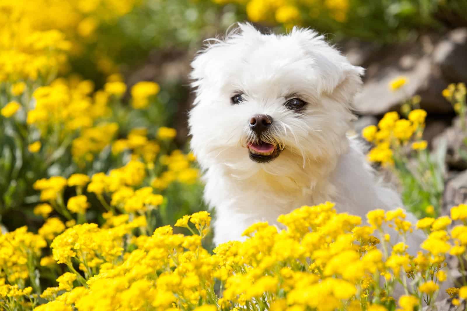 Maltese puppy in yellow flowers