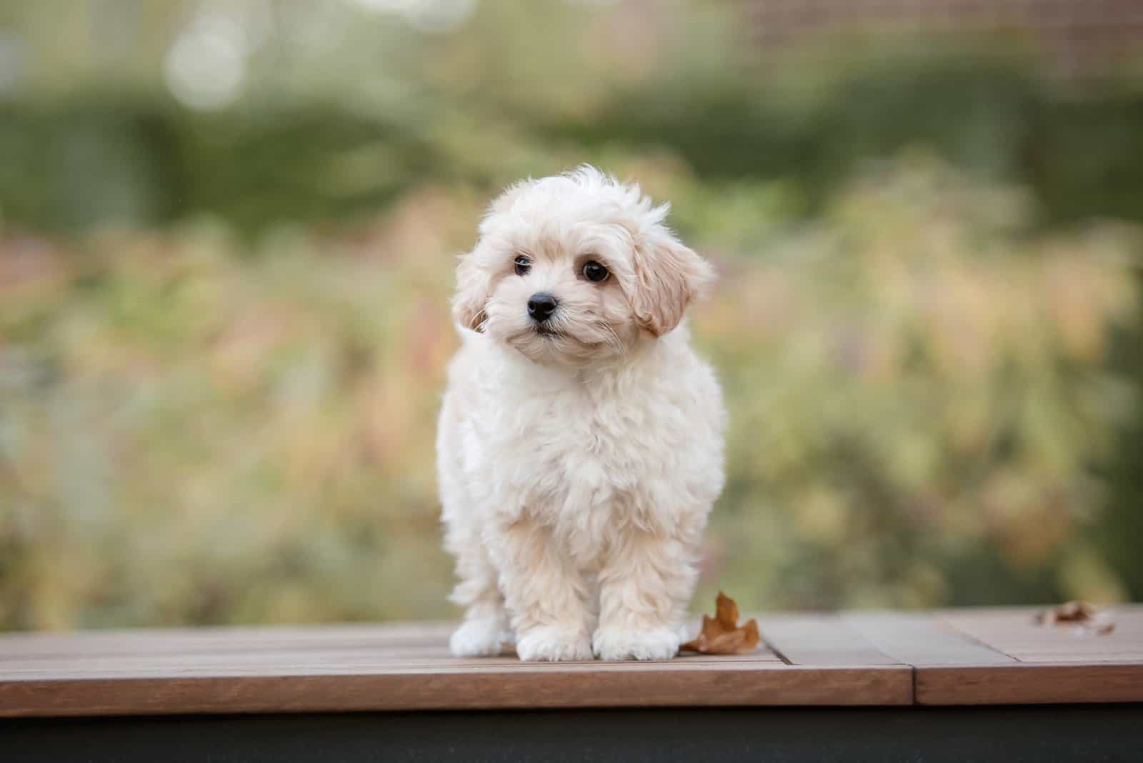 Maltese puppy standing outside