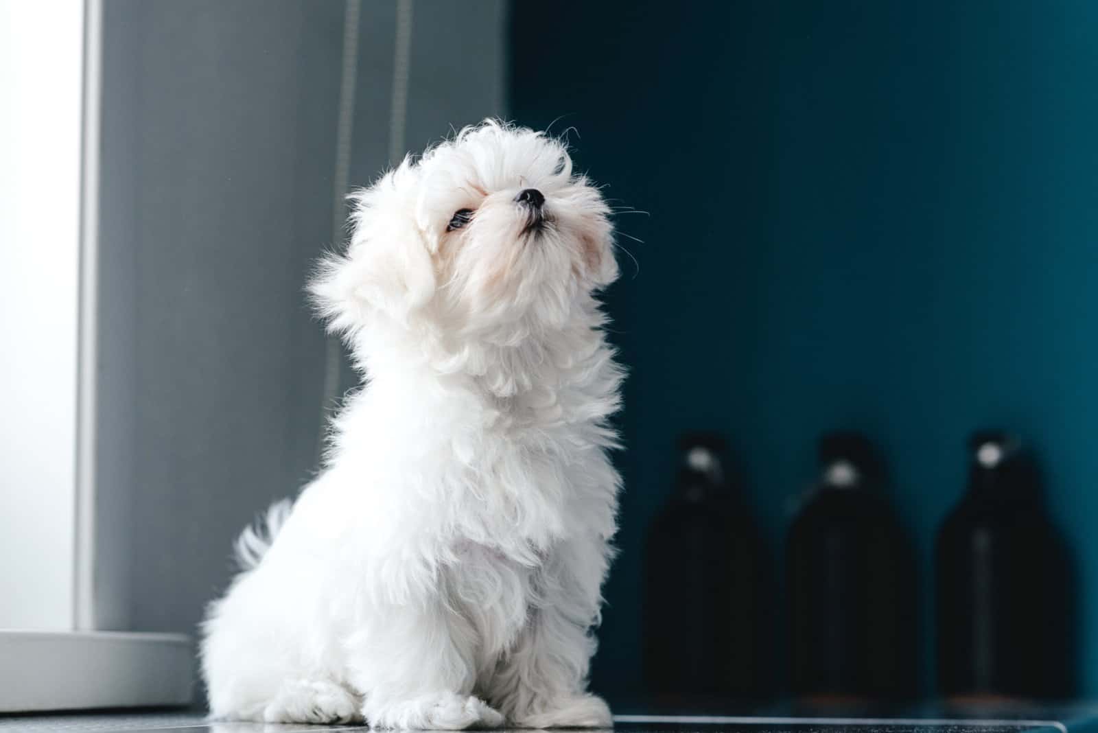 Maltese sitting on floor 