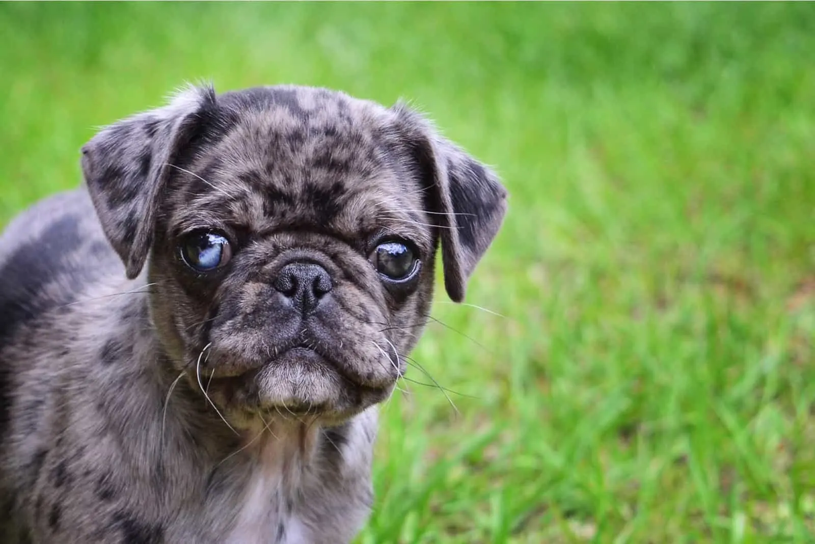 Merle Pug standing on grass