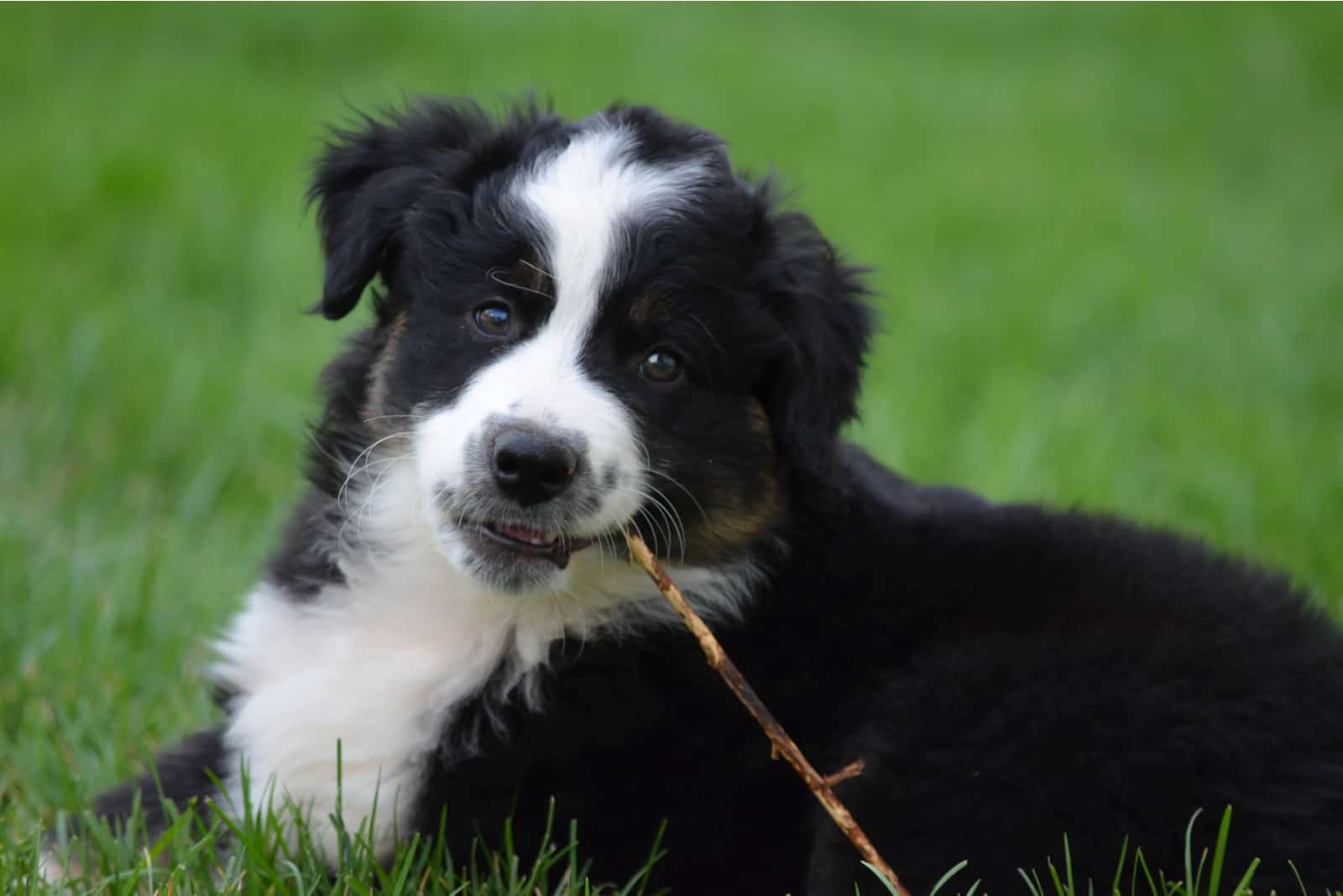 Mini Black Australian Shepherd lying on grass outside