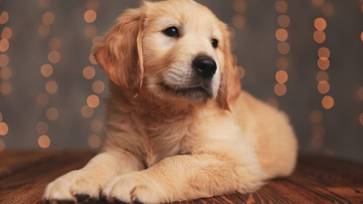 Top 5 Mini Golden Retriever Breeders In The U.S.