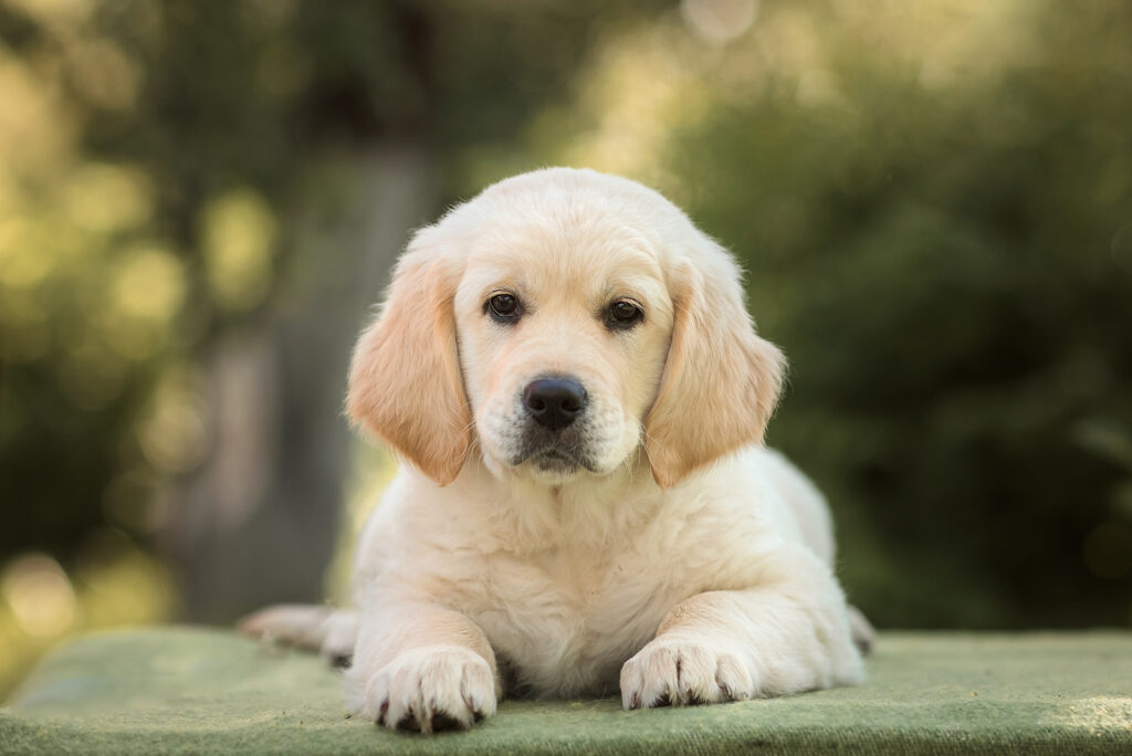 Top 5 Mini Golden Retriever Breeders In The U.S.