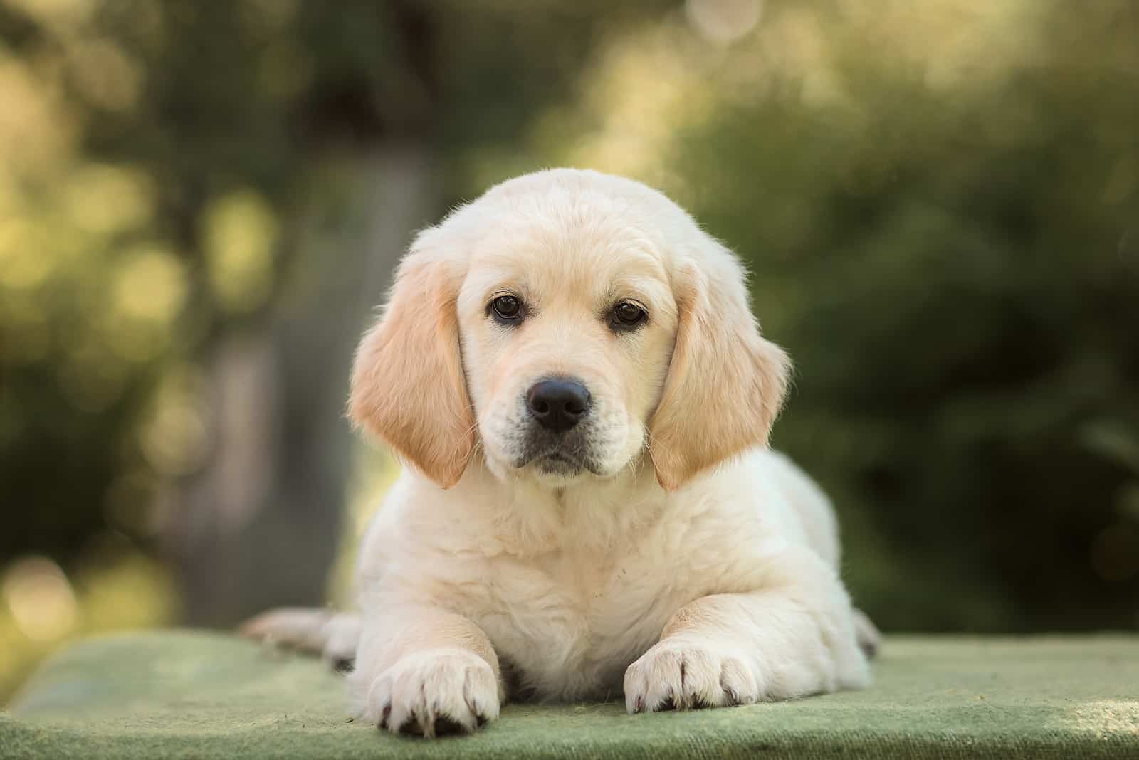 Mini Golden Retriever sitting on patio looking at camera