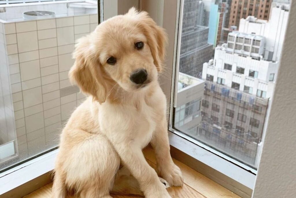Top 5 Mini Golden Retriever Breeders In The U.S.