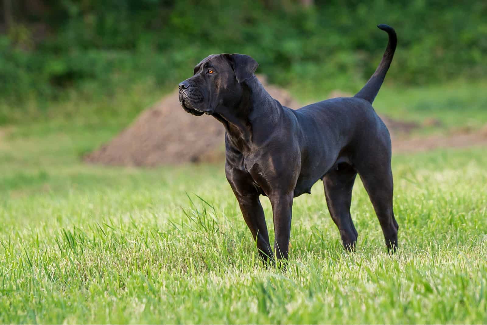 Presa Canario standing on grass outside