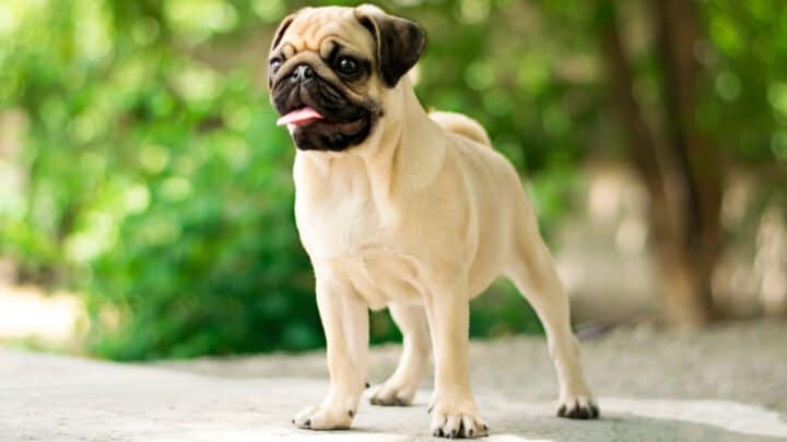 Pug Colors – What Is The Rarest Pug Color Out There?