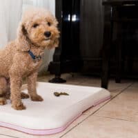 Puppy made a mess on floor