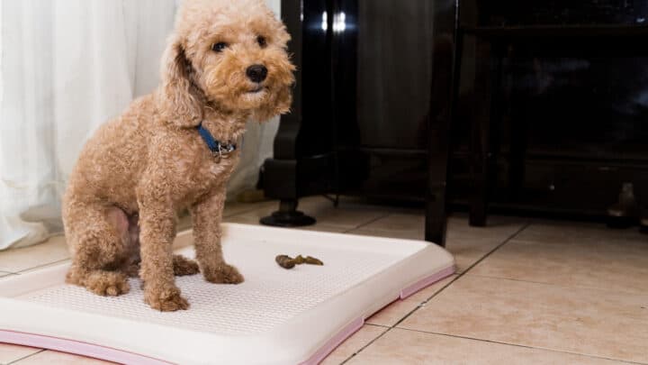 Puppy Diarrhea At Night: Why Does It Happen?