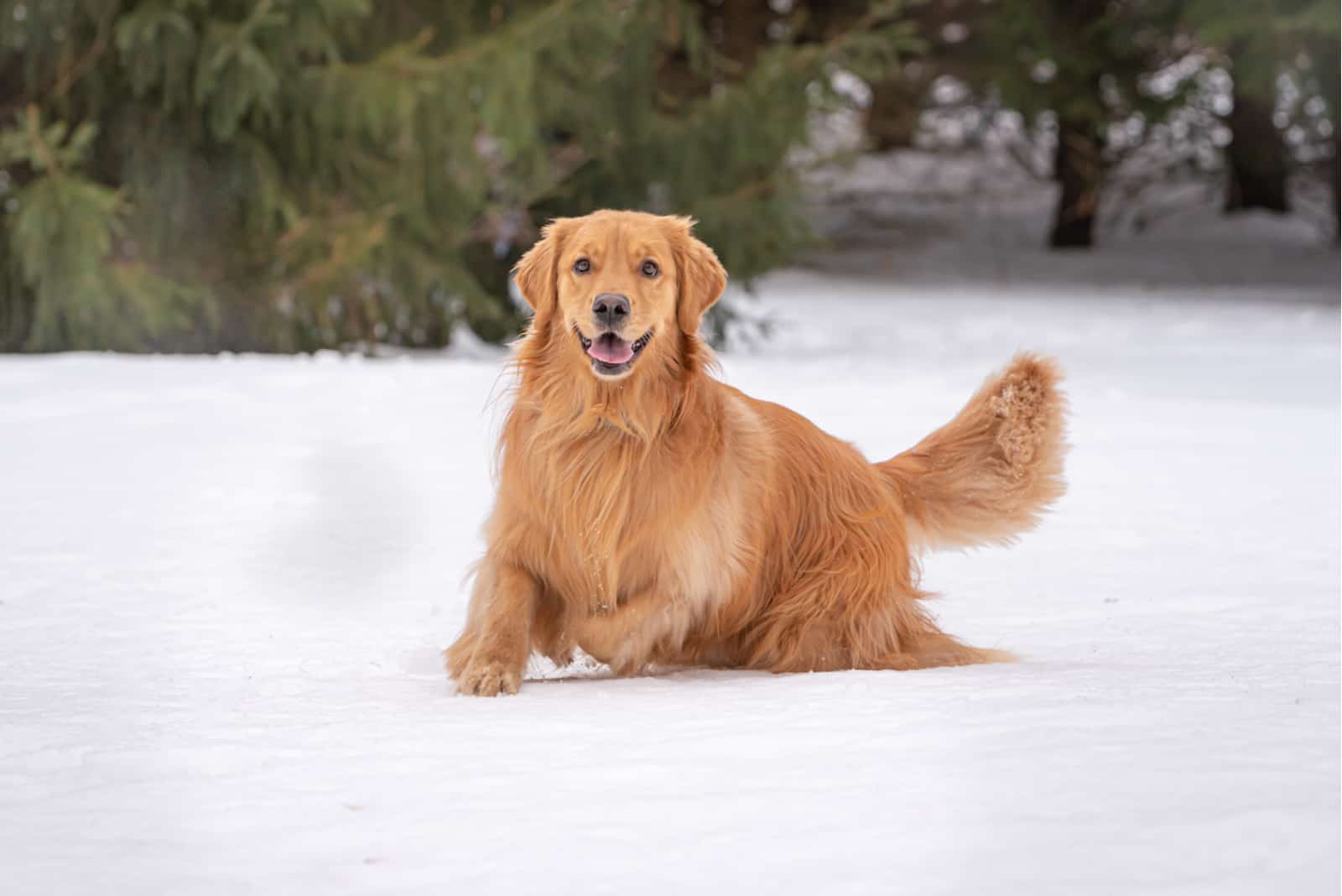 Red Golden Retriever playing on snow