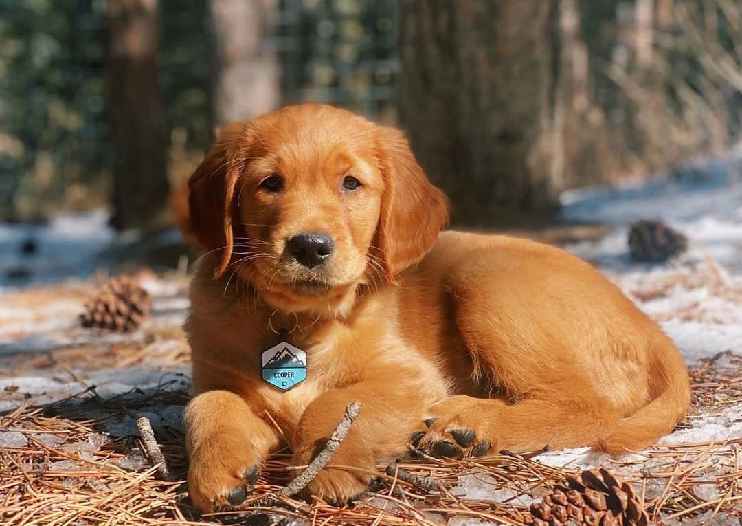Red golden retriever puppy sitting in woods