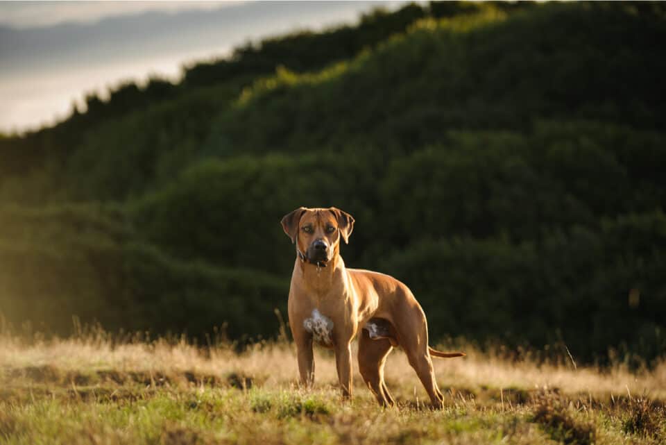 21 Best Rhodesian Ridgeback Breeders In The U.S.