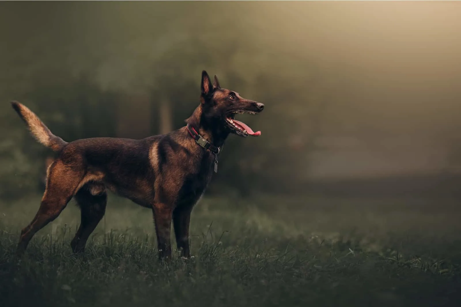 The Belgian Malinois side view