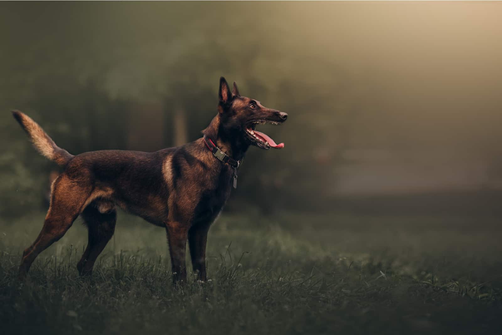 The Belgian Malinois side view 