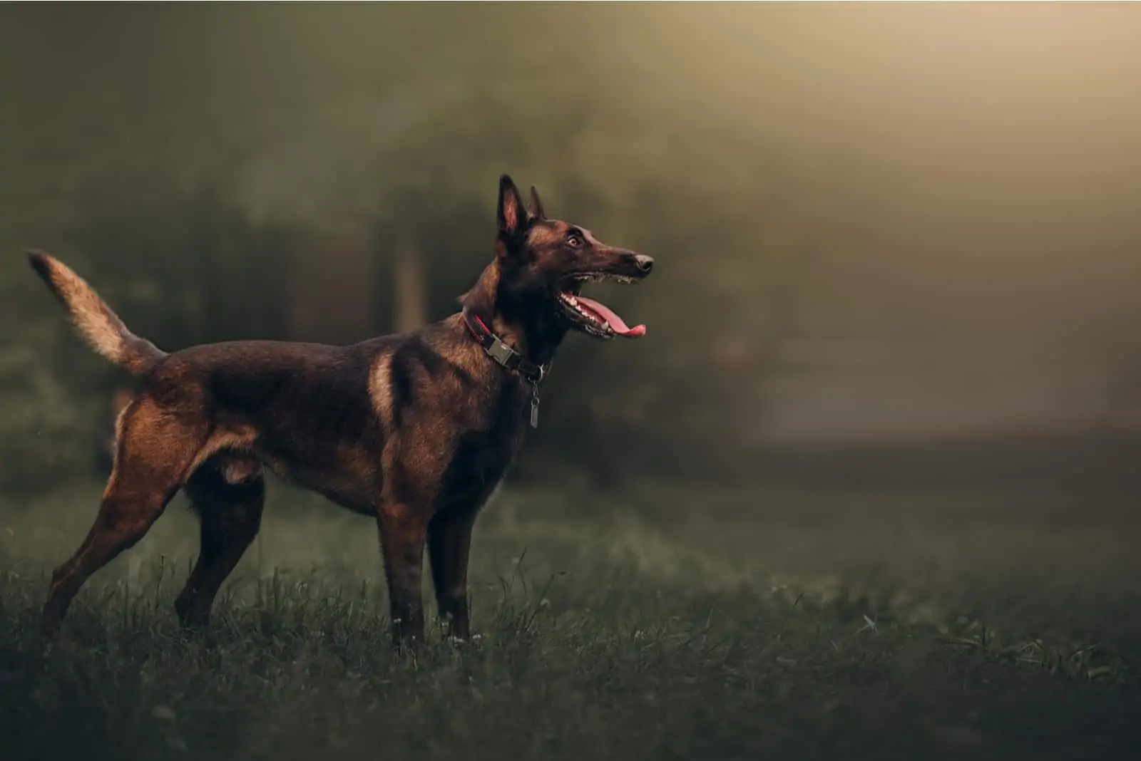 The Belgian Malinois side view 