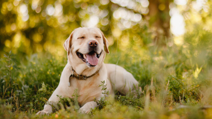 7 Top Labrador Breeders In California: Find Your Lab Here!