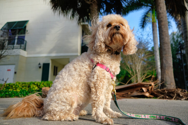 dog sitting on sidewalk