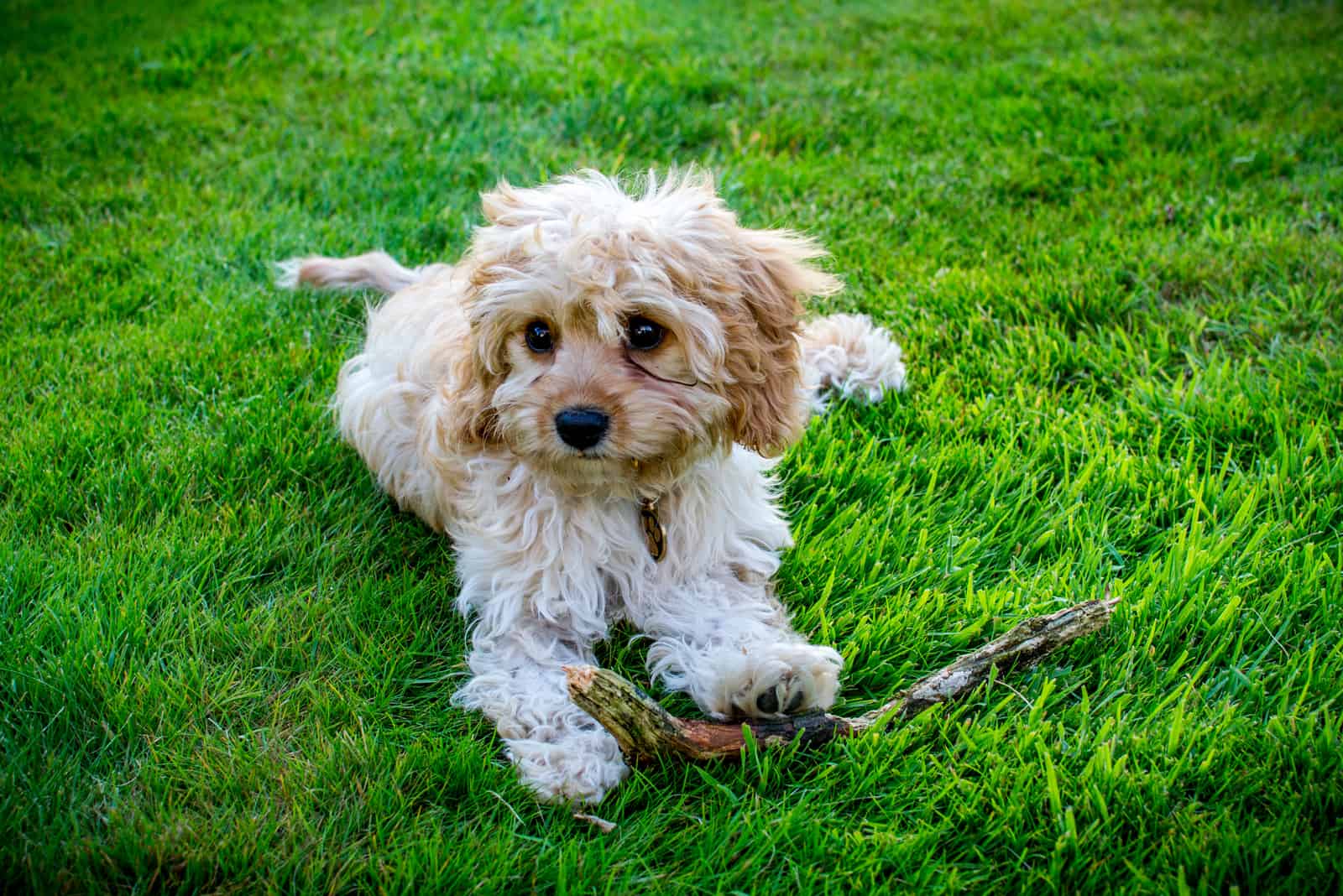 Cavapoo sitting on grass playing with stick