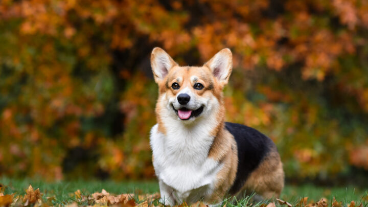 Top 6 Corgi Breeders In New York: Best Choices In The Empire State