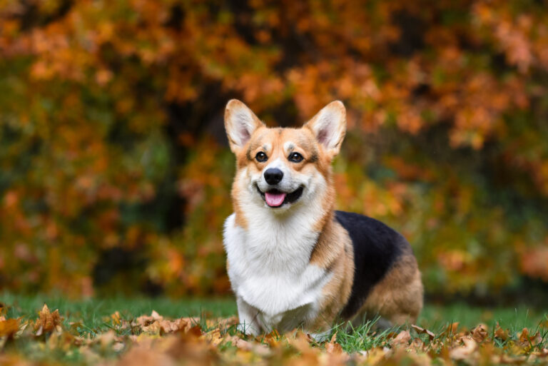 corgi surrounded by autumn leaves