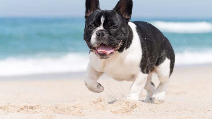 Top 6 French Bulldog Breeders In California: Our Choices + More!