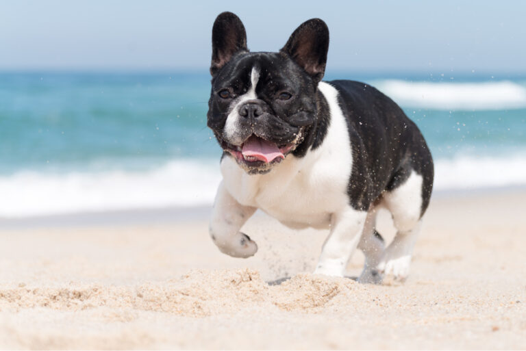 french bulldog running on the beach