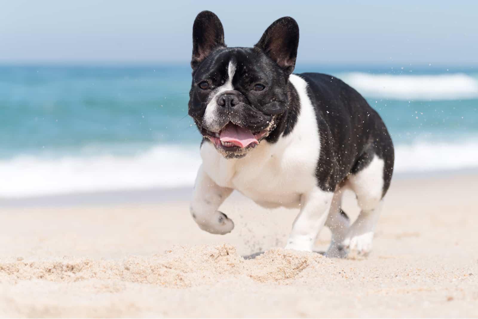 French Bulldog Breeders In California: 6 Top Choices + More