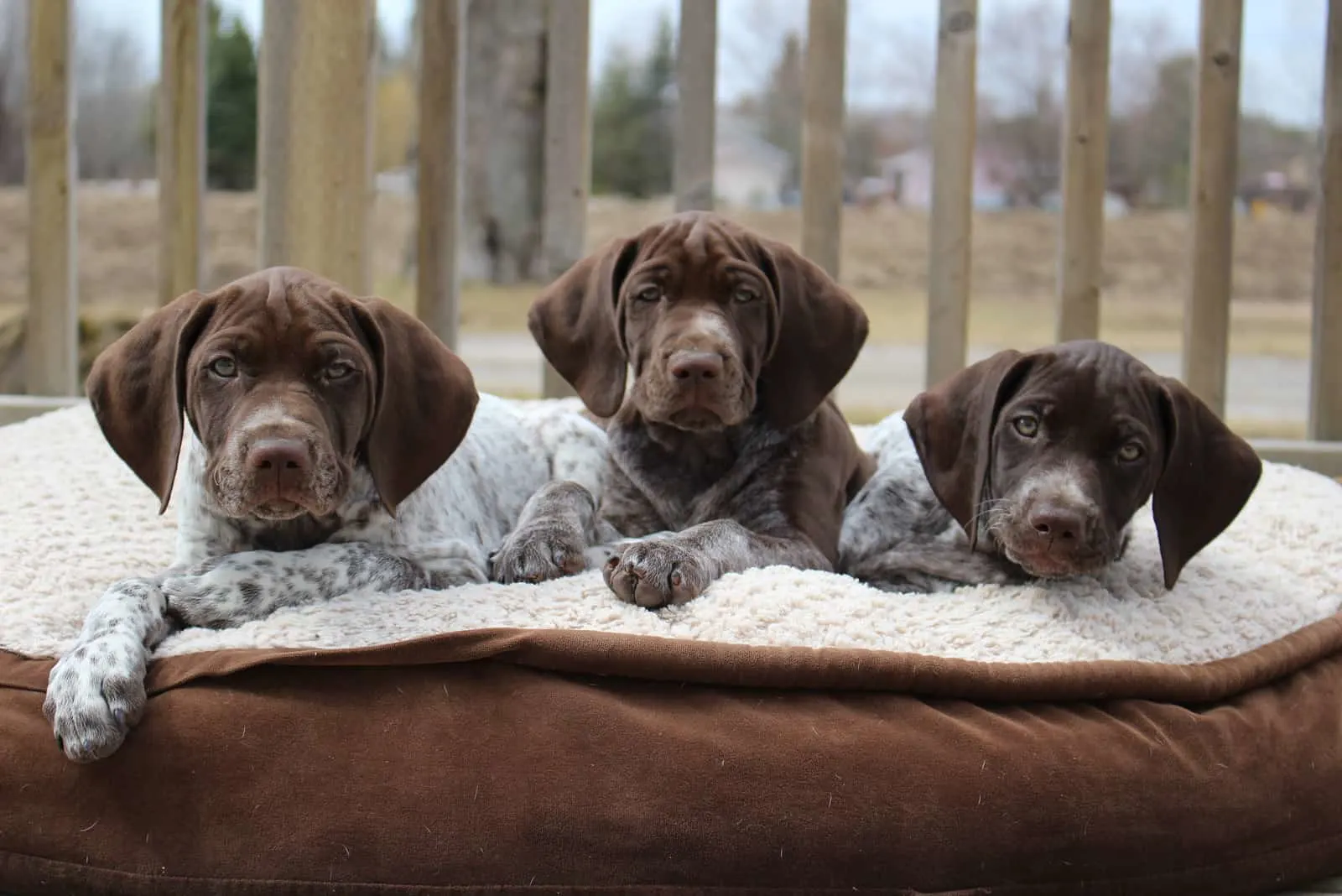 Tree German Shorthaired Pointer puppies looking at camera