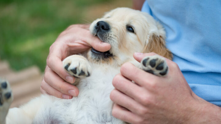 Why Does My Dog Nibble On Me? Dog Mouthing Behavior Explained