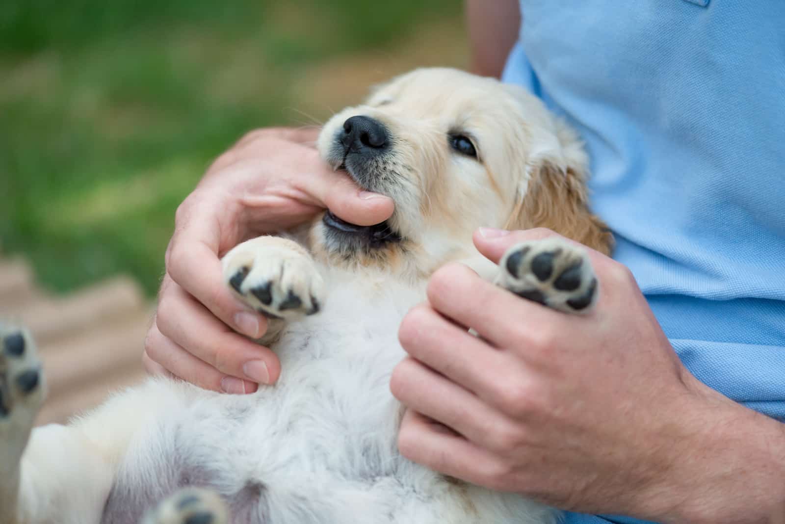 Why Does My Dog Nibble On Me? Dog Mouthing Behavior Explained
