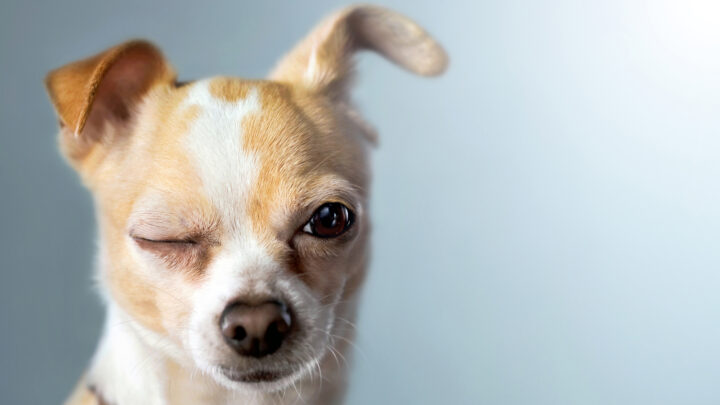 Why Does My Dog Wink At Me? 18 Possible Causes