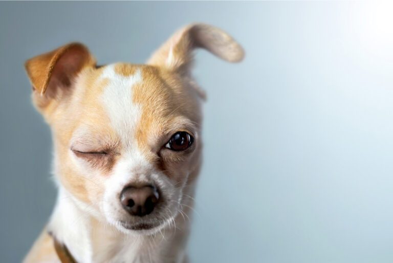 dog winking with blue background