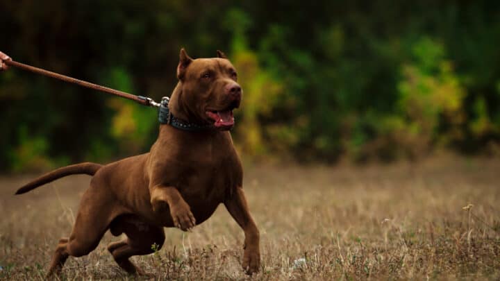 Why Is My Dog Barking At Nothing? 9 Reasons