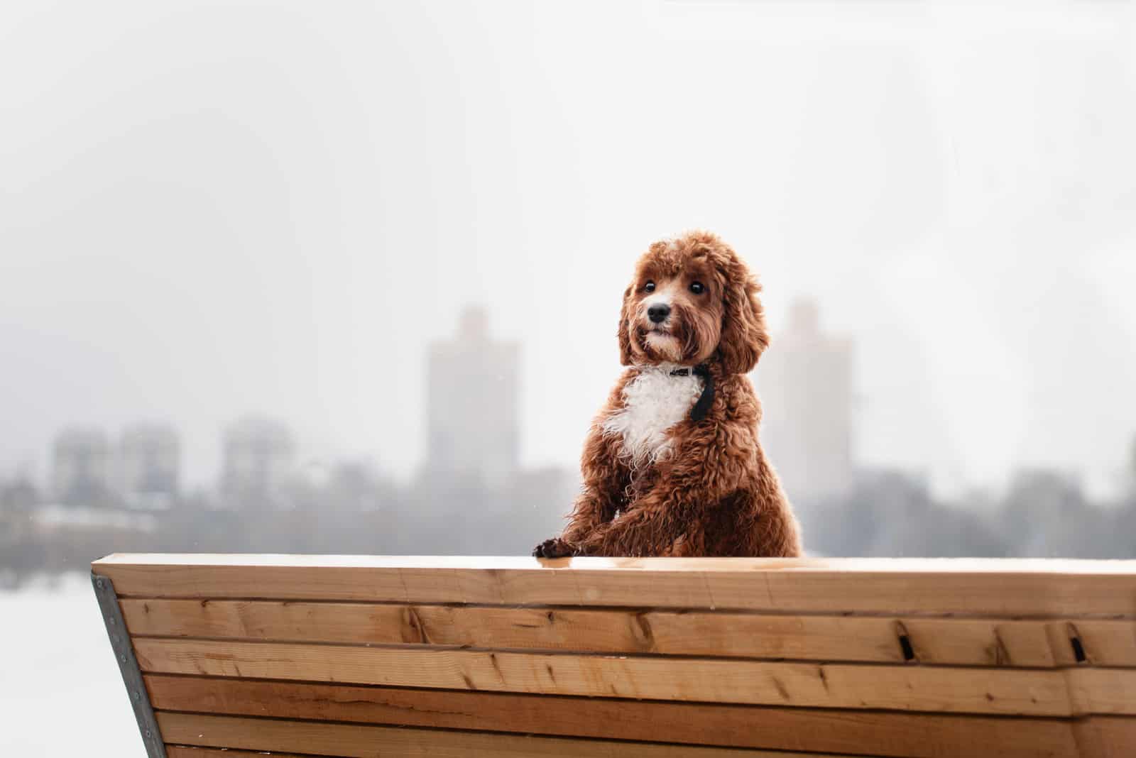 adorable cavapoo on a bench