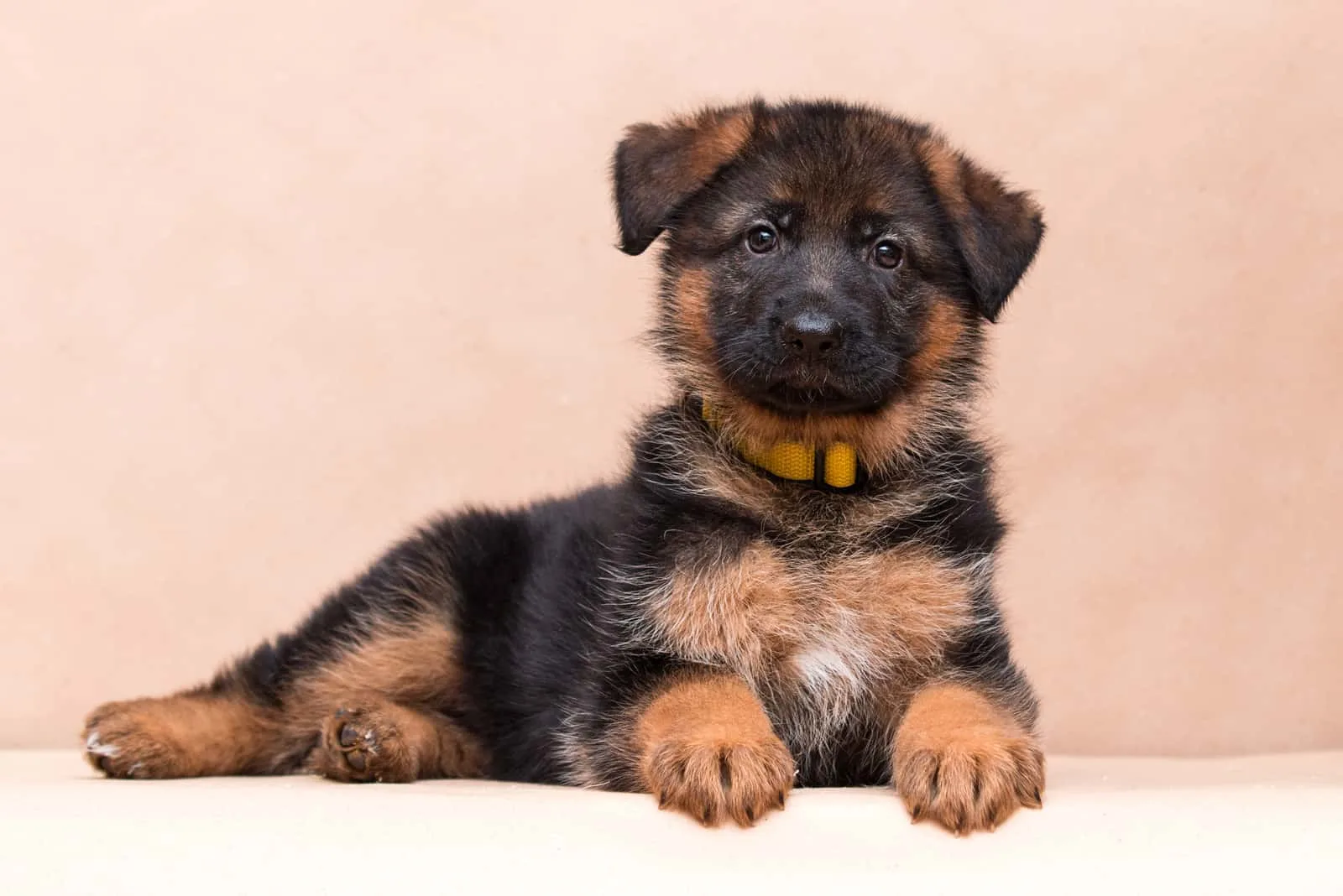 adorable german shepherd puppie posing