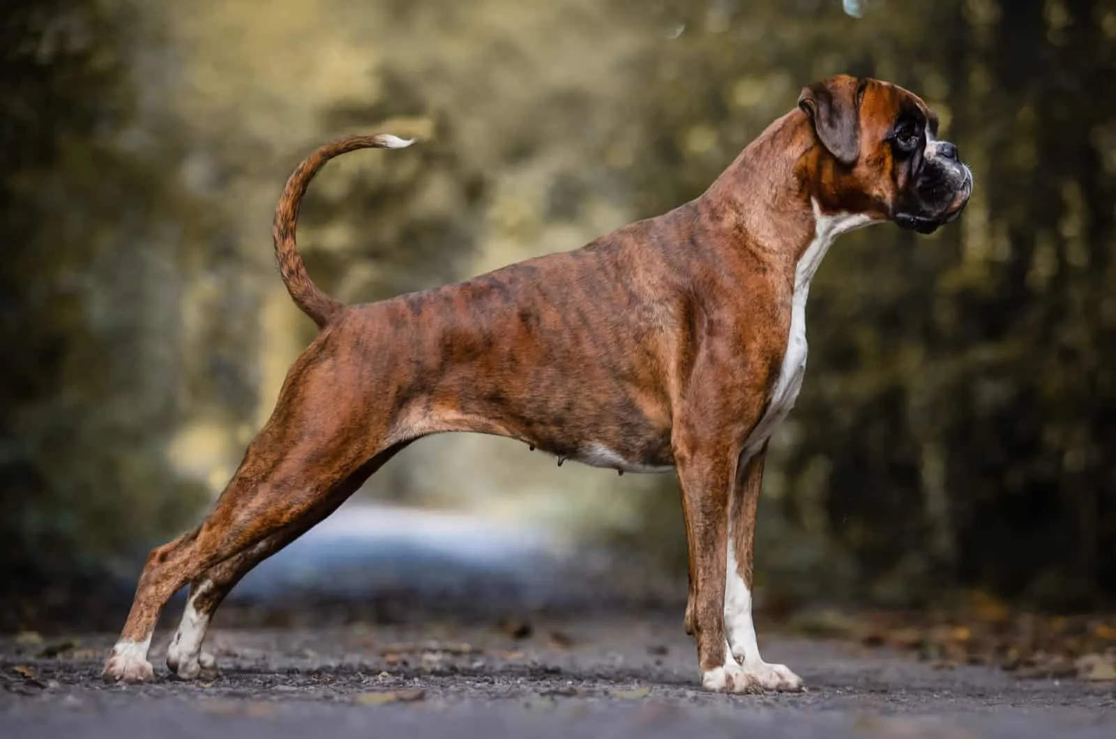 adult boxer dog standing
