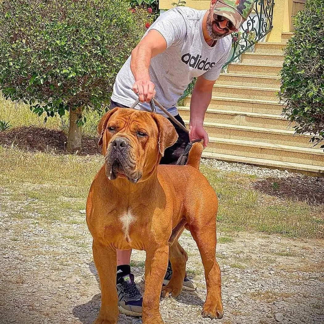 best boerboel breeders training dog 
