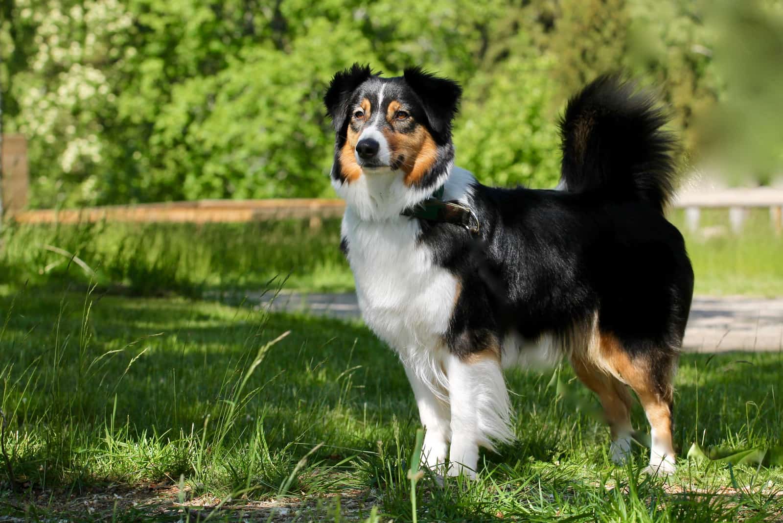 black Australian Shepherd with tail standing on grass