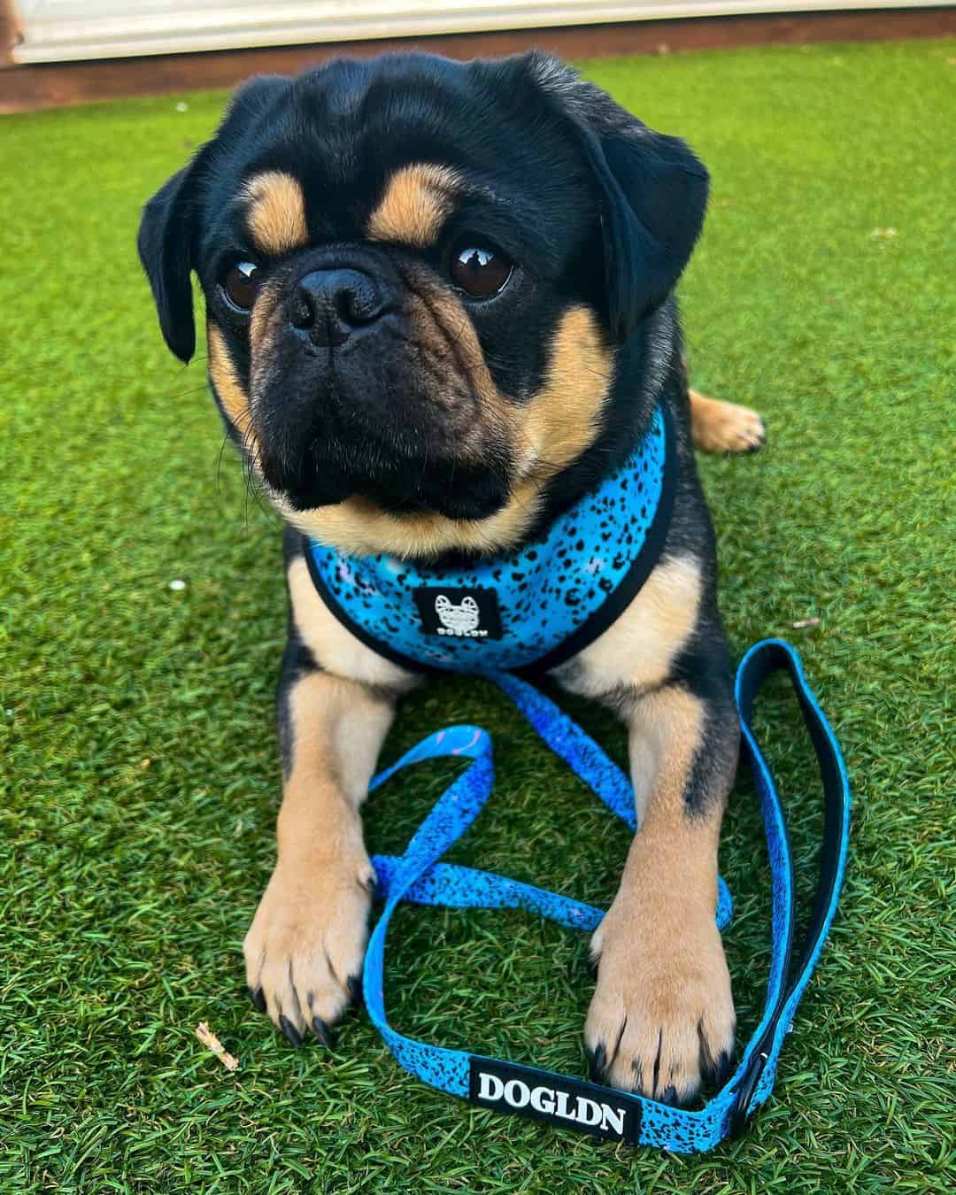 black and tan pug